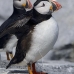 puffin_atlantic_msi_v_1174_can0794.jpg